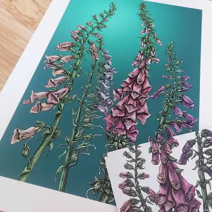 Rachel Meehan Foxglove print and card 