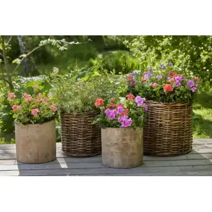 Heatwave Proof your Garden with Geraniums