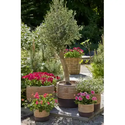 Heatwave Proof your Garden with Geraniums