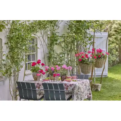 Outdoor Entertaining with Geraniums