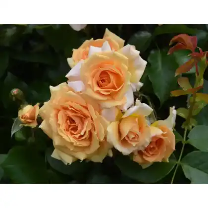 Peter Beales Roses: Queen Bee