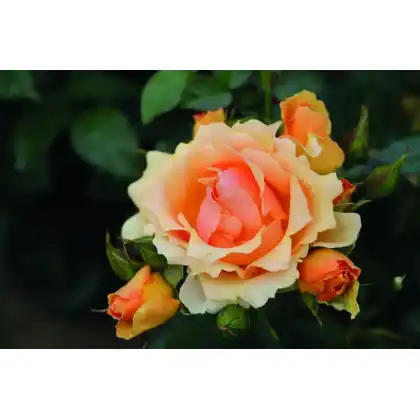 Peter Beales Roses: Queen Bee