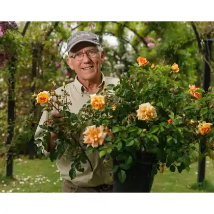 Peter Beales With Courage rose - launching at RHS Chelsea 2024