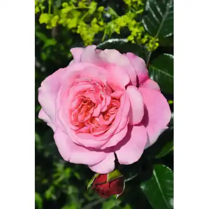 Peter Beales Roses: Timeless Pink