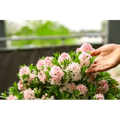 Evergreen Bloombux container plant