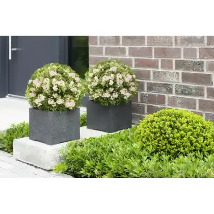 Evergreen Bloombux container plant