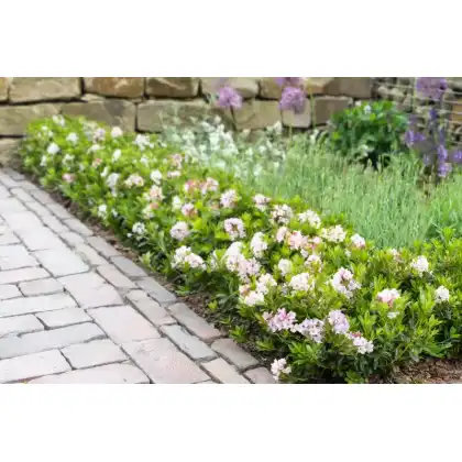 Beautiful Bloombux for landscape gardening