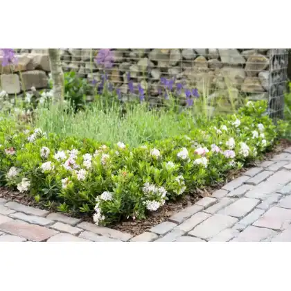 Beautiful Bloombux for landscape gardening