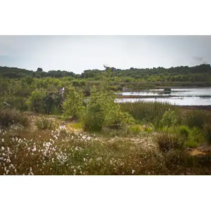 Bulrush Horticulture