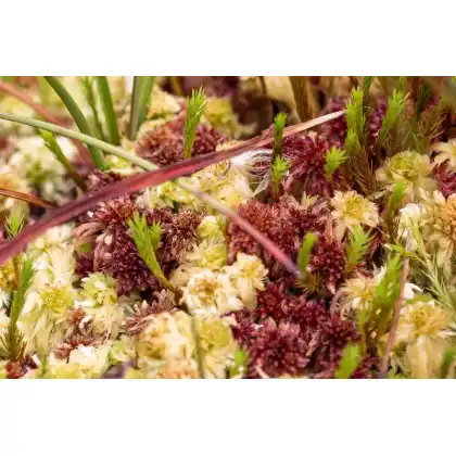 Bulrush Horticulture