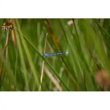 Bulrush Horticulture
