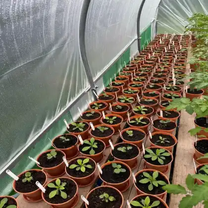 Durston Garden Products Growing Trials