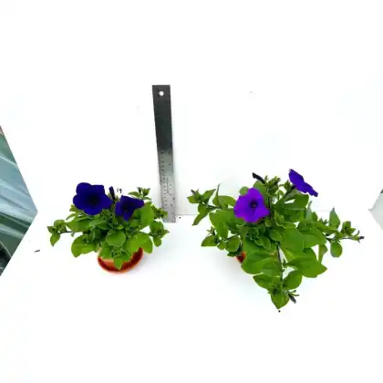 Durston Garden Products Growing Trials