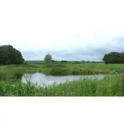 Peat bog