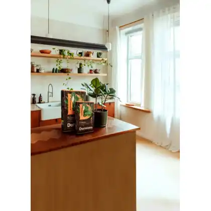 Houseplant lifestyle on counter