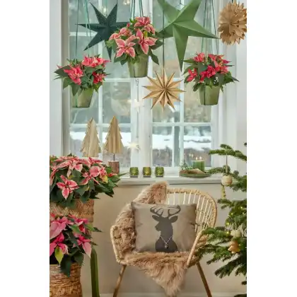 2024_Poinsettia_04000_Cosy_Cottage_Charm_16