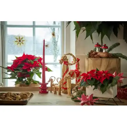 2024_Poinsettia_04000_Cosy_Cottage_Charm_15