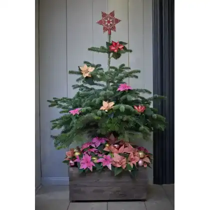 Christmas Tree with poinsettias