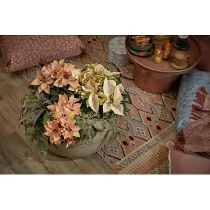 Superstyle your Home with the Stars of the Season