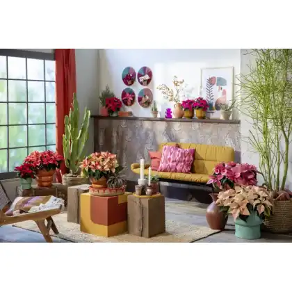 Superstyle your Home with the Stars of the Season