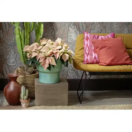 Superstyle your Home with the Stars of the Season