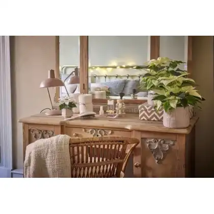 Superstyle your Home with the Stars of the Season