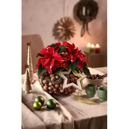 DIY Festive crafts with Poinsettias