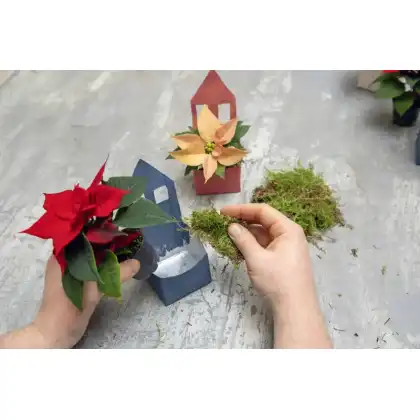 DIY Festive crafts with Poinsettias