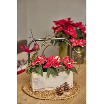 Festive Table Centrepiece with Poinsettias