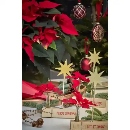 DIY Festive crafts with Poinsettias