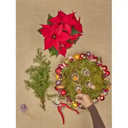 DIY Festive crafts with Poinsettias