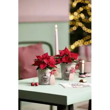 DIY Festive crafts with Poinsettias
