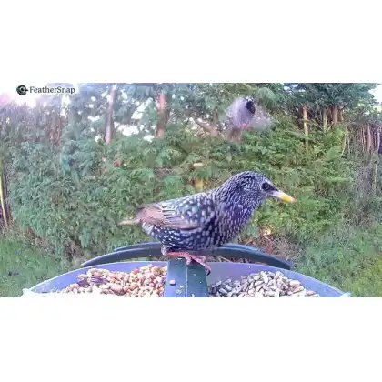 FeatherSnap smart bird feeder with HD camera