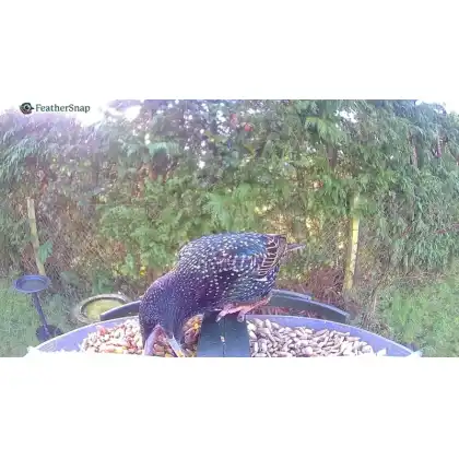 FeatherSnap smart bird feeder with HD camera