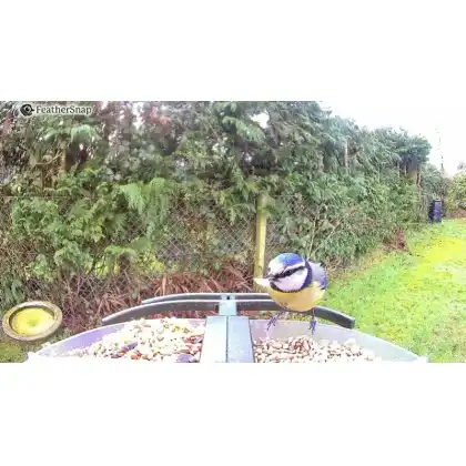 FeatherSnap smart bird feeder with HD camera