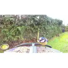 FeatherSnap smart bird feeder with HD camera