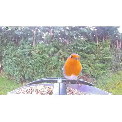 FeatherSnap smart bird feeder with HD camera