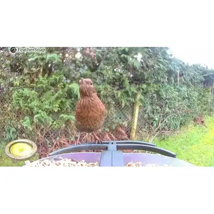 FeatherSnap smart bird feeder with HD camera