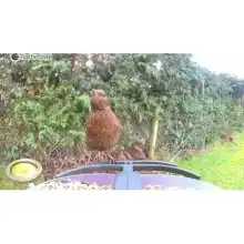 FeatherSnap smart bird feeder with HD camera