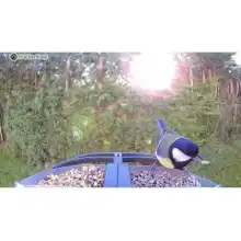 FeatherSnap smart bird feeder with HD camera: Heather Osborn Photography