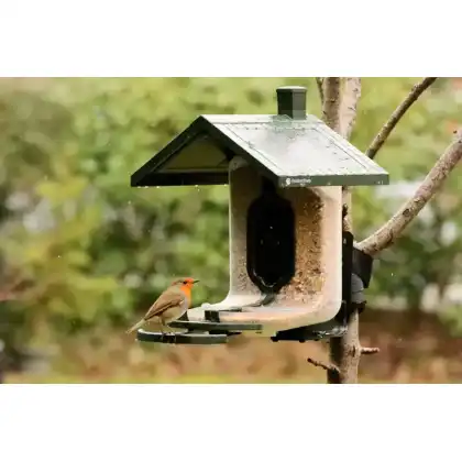 FeatherSnap smart bird feeder with HD camera: Heather Osborn Photography