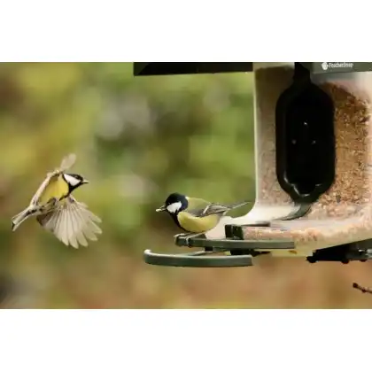 FeatherSnap smart bird feeder with HD camera: Heather Osborn Photography