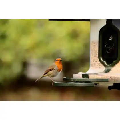 FeatherSnap smart bird feeder with HD camera: Heather Osborn Photography