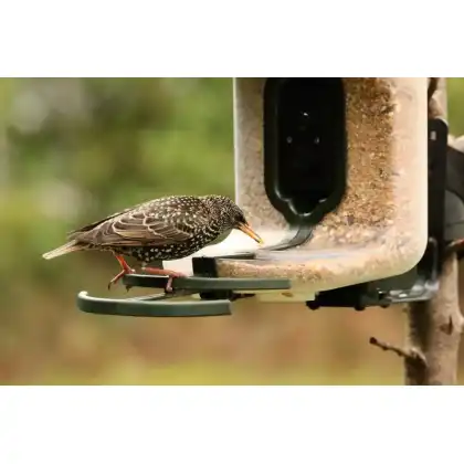 FeatherSnap smart bird feeder with HD camera: Heather Osborn Photography