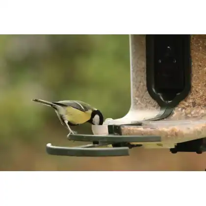 FeatherSnap smart bird feeder with HD camera: Heather Osborn Photography