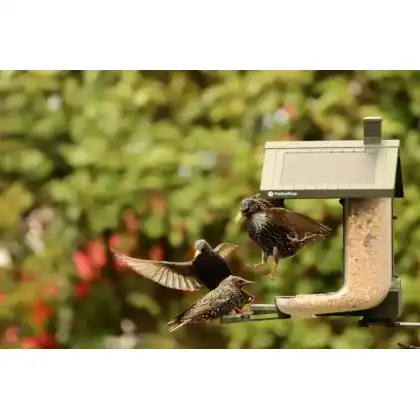 FeatherSnap smart bird feeder with HD camera: Heather Osborn Photography
