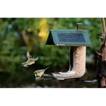FeatherSnap smart bird feeder with HD camera: Heather Osborn Photography