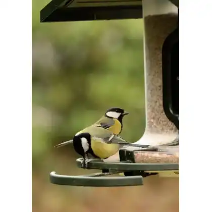 FeatherSnap smart bird feeder with HD camera: Heather Osborn Photography