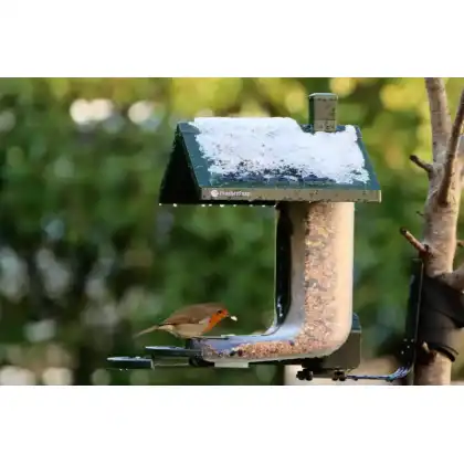 FeatherSnap smart bird feeder with HD camera: Heather Osborn Photography
