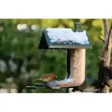 FeatherSnap smart bird feeder with HD camera: Heather Osborn Photography